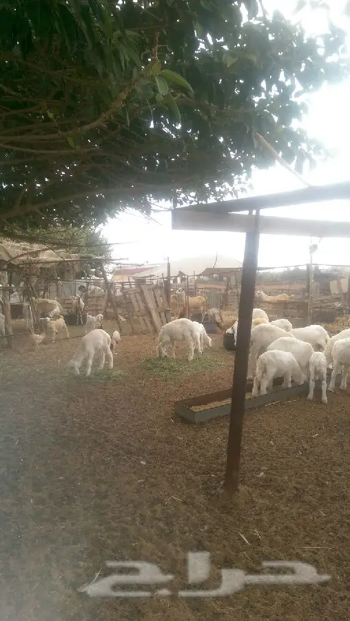 ضان حرية طيبة (image 6)