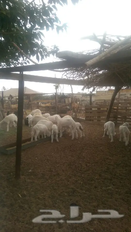ضان حرية طيبة (image 7)
