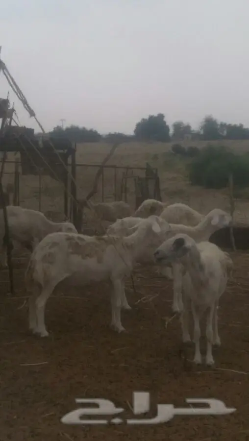 ضان حرية طيبة (image 4)