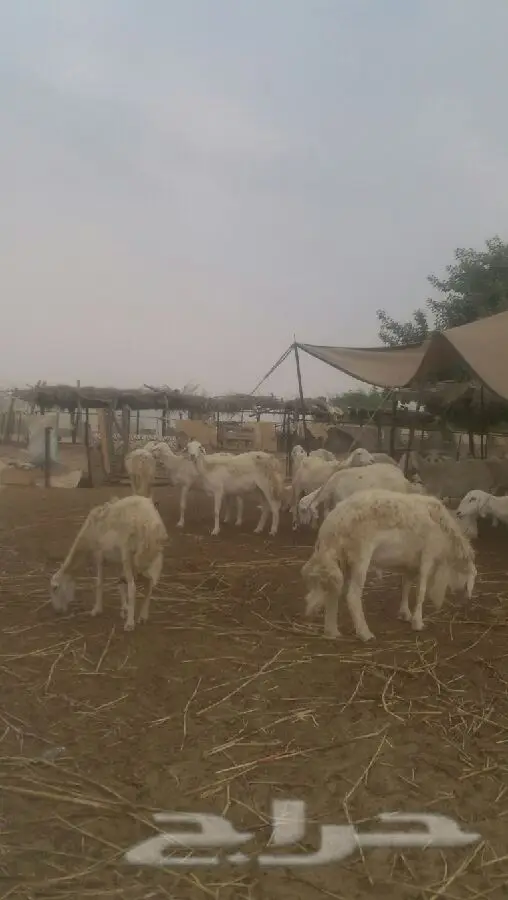 ضان حرية طيبة (image 0)