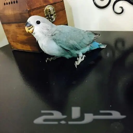 فرخ روز غر (image 2)
