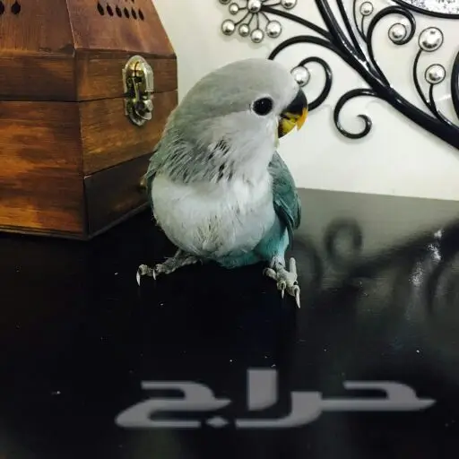 فرخ روز غر (image 1)