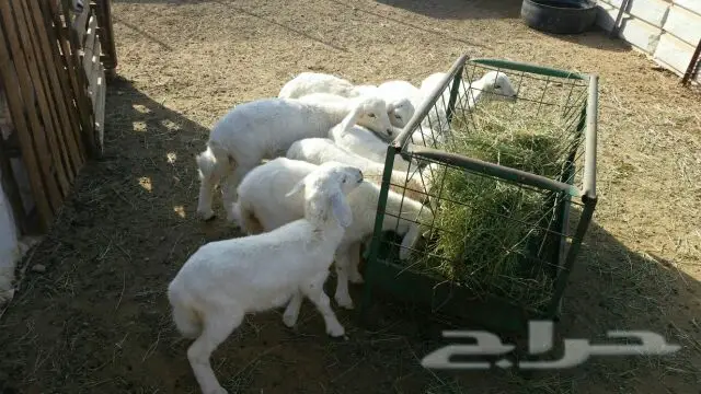 بهم رخال (image 0)