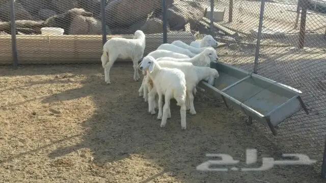 بهم رخال (image 3)