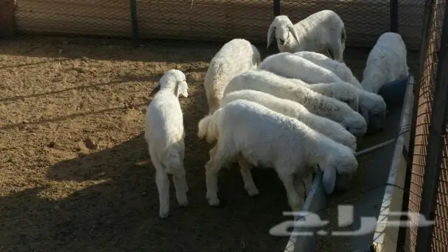 بهم رخال (image 1)