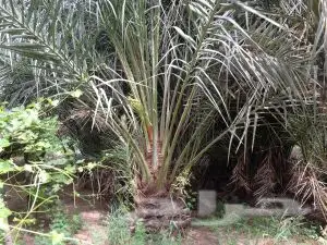 مشتل  الوعد   (image 5)