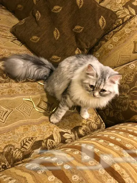 جدة حي الصفا
(image 2)