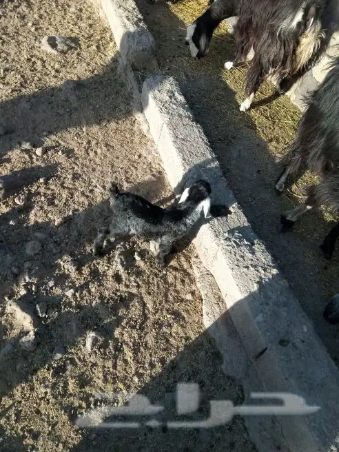 خمس تحتها خمس (image 2)