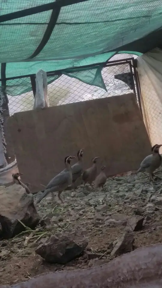 قهد قهبي  حجل رملي صفرد  (image 1)