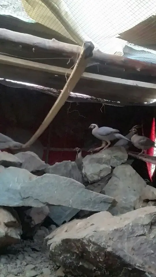 قهد قهبي  حجل رملي صفرد  (image 2)