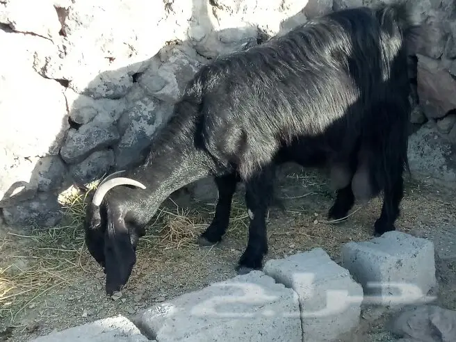 خمس تحتها خمس (image 6)