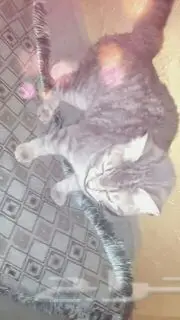 قطط شيرازي للبيع