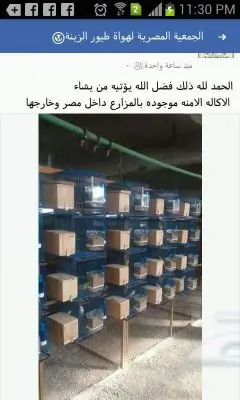 طعام عصافير آلي - حل مثالي لتغذية طيوركم!