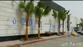 نخيل مثمر للبيع - أمريكي وعربي! (image 10)