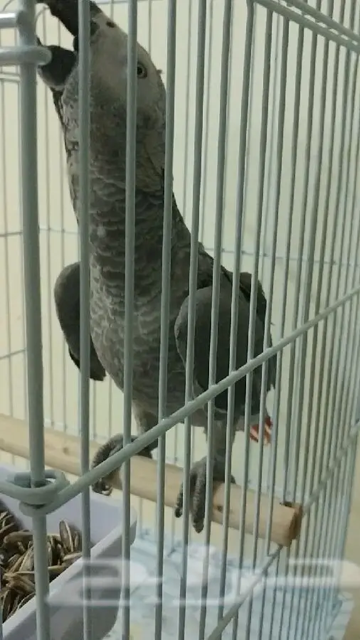 فرخ كاسكو صيد  (image 10)