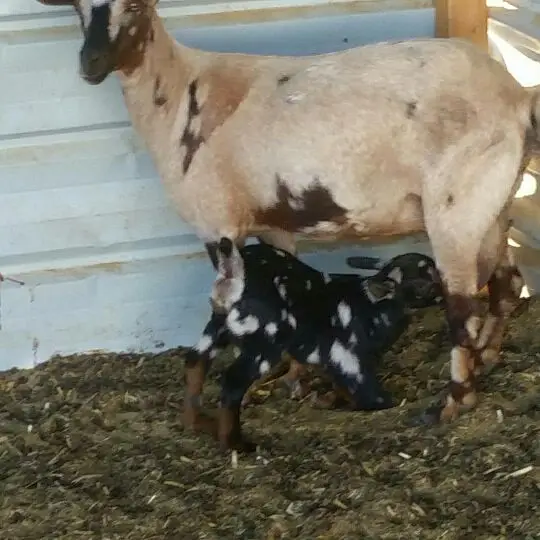 عنز جذعة عمانية صلالية 