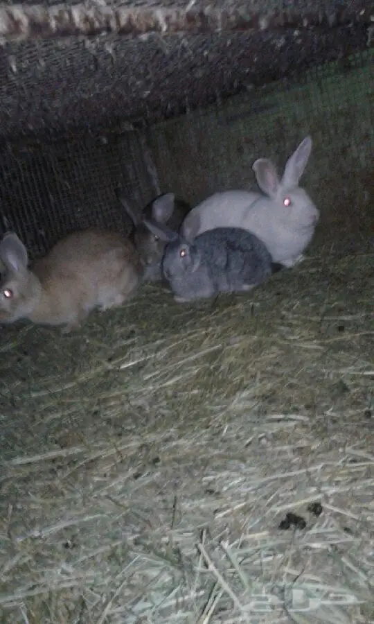 أرنب بلدي أصيل - القصيم