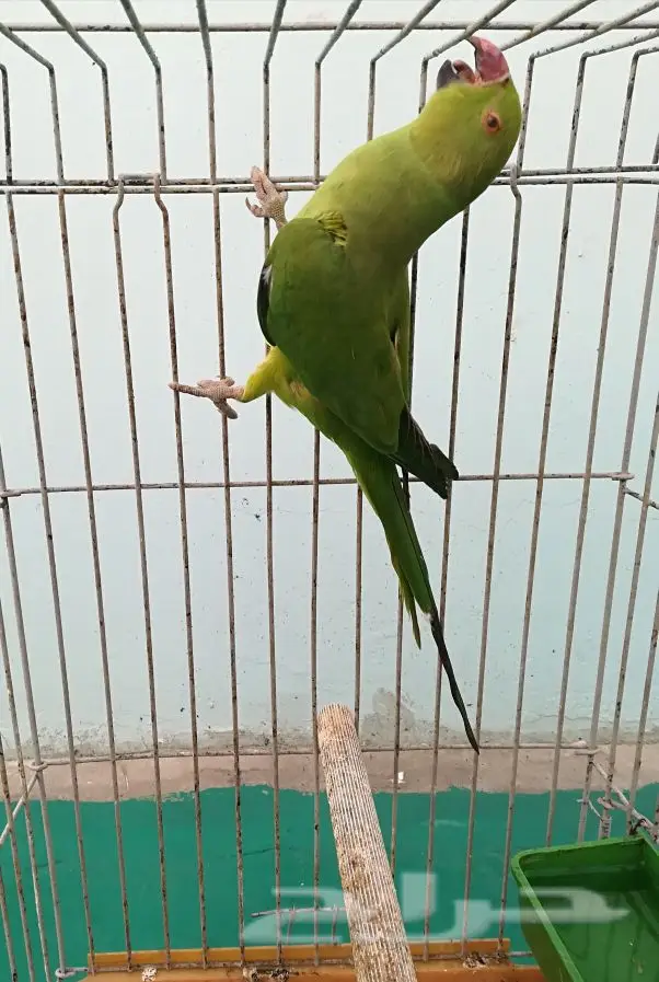 بلابل وببغاء 