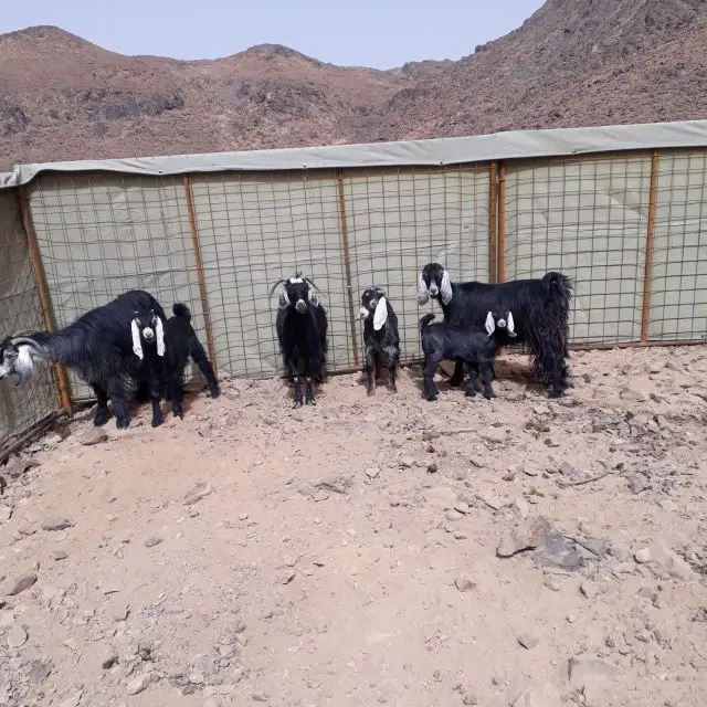 معزاء (image 3)