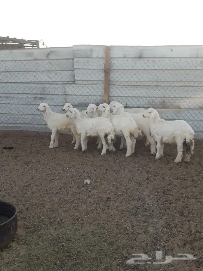 غنم   حريات طليان  