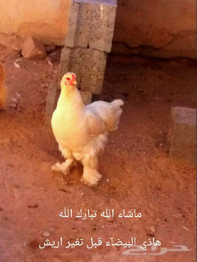 دجاج براهما (حضان)مستوى