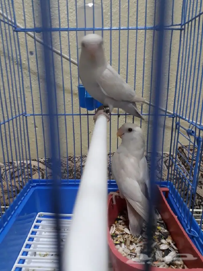 روز بال فالو عيون حمر صافي  n (image 3)