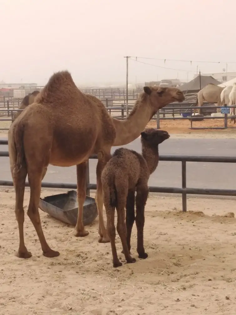 الرياض.. (image 2)