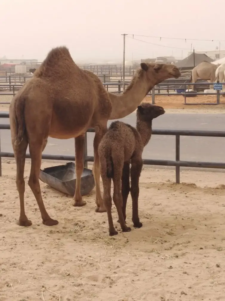 الرياض.. (image 3)