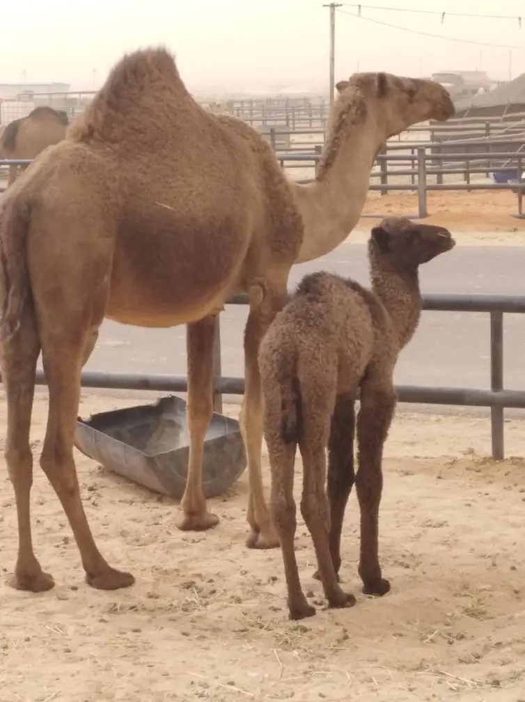 الرياض.. (image 1)