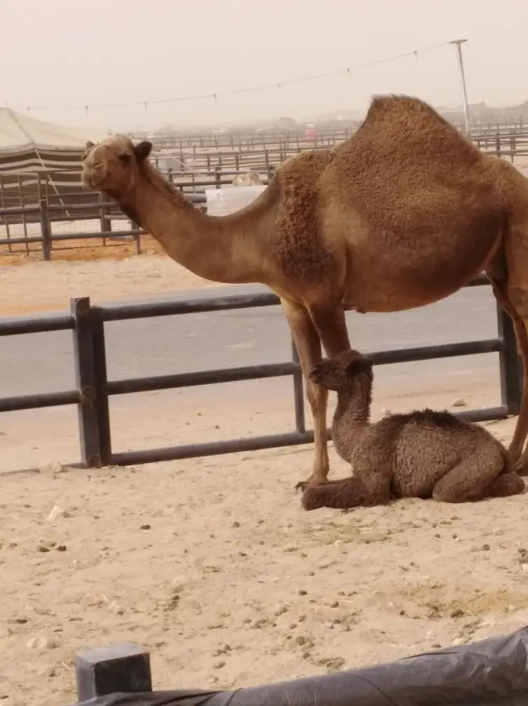 الرياض.. (image 9)