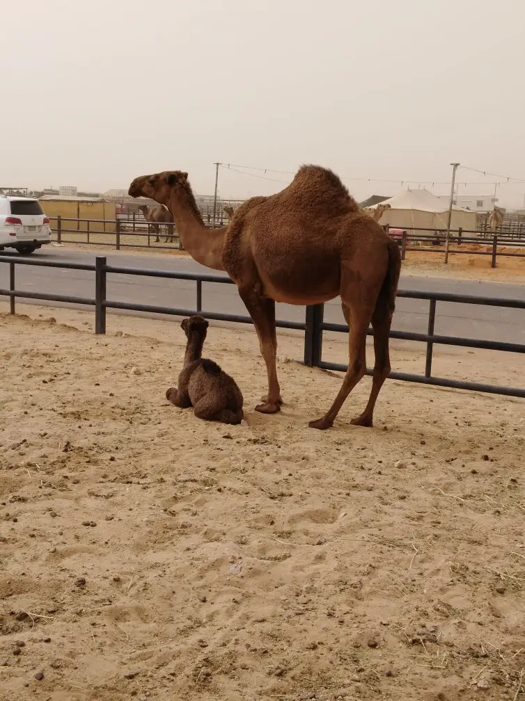 الرياض.. (image 8)