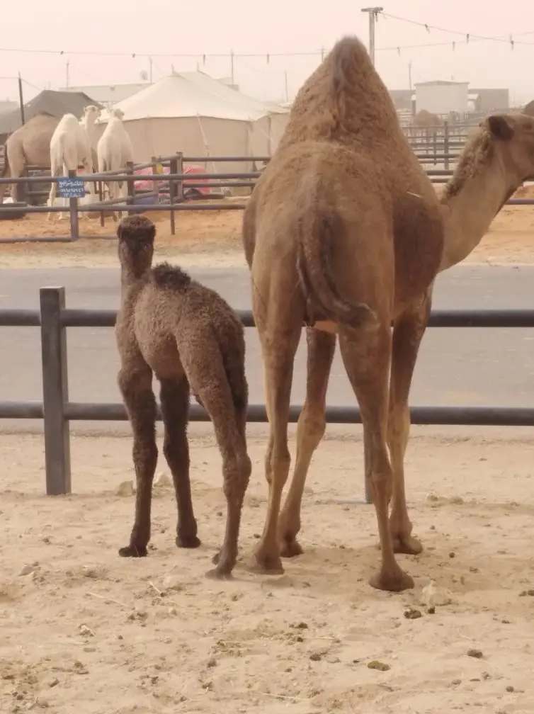 الرياض.. (image 4)