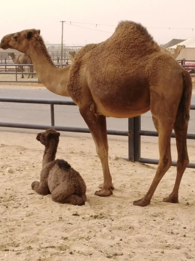 الرياض.. (image 7)