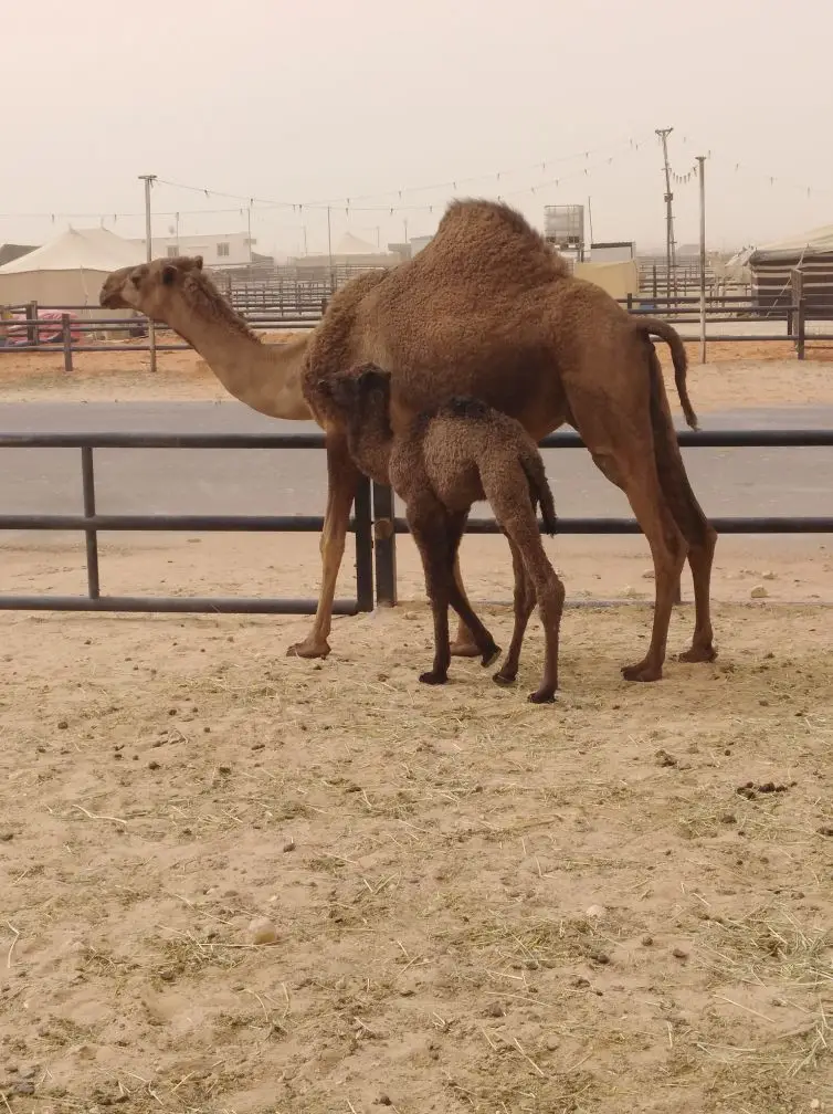 الرياض.. (image 5)