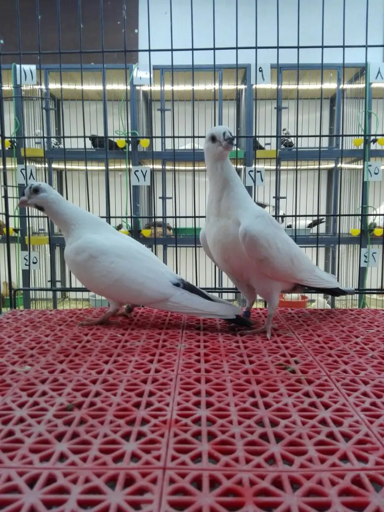 للبيع: طبه شاينيز فاخر بقرن و بدون - فرصة لا تُفوّت! (image 10)