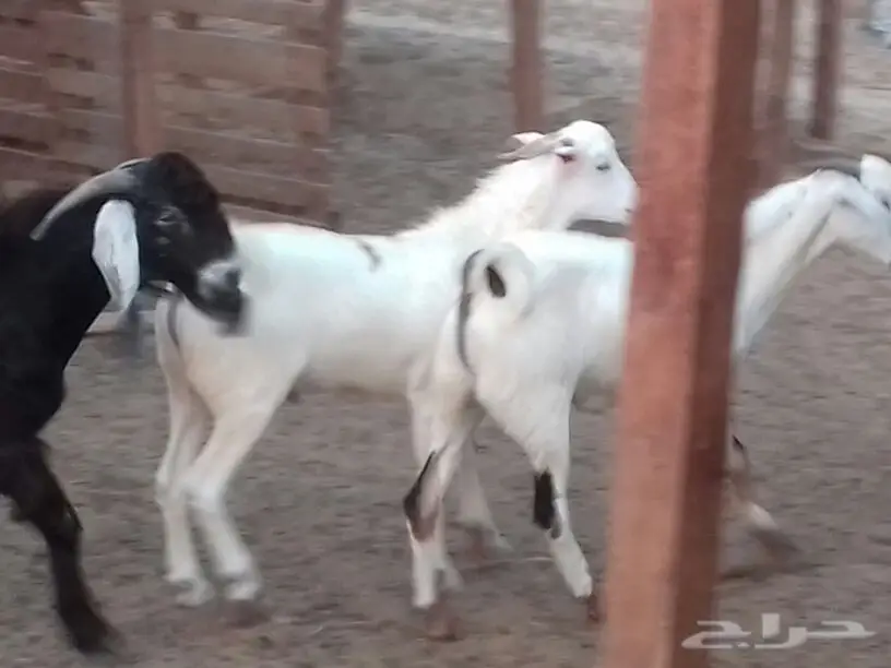 سواكني تربيةحري تيوس مع الذبح والتوصيل (image 12)