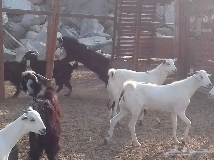 سواكني تربيةحري تيوس مع الذبح والتوصيل (image 10)