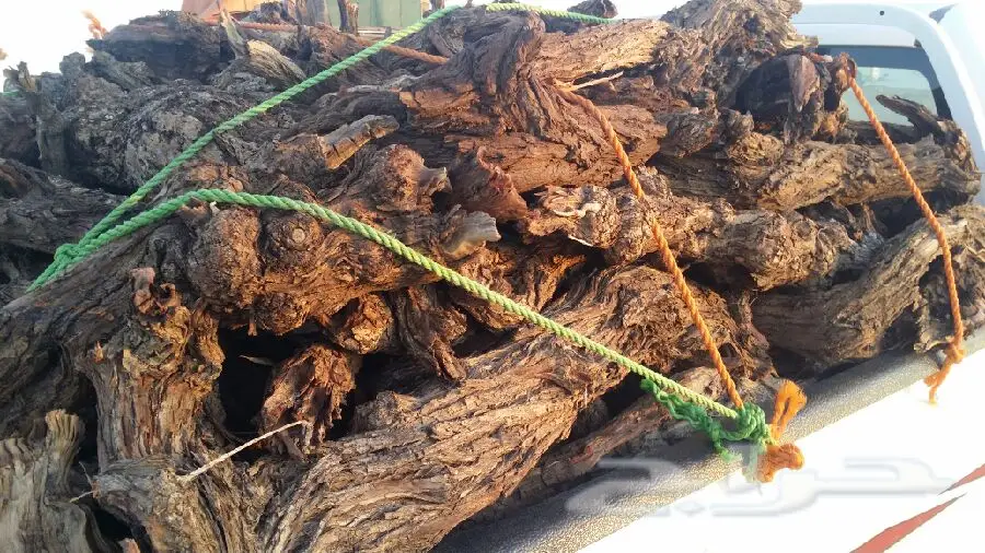 حطب أرطى  (image 1)