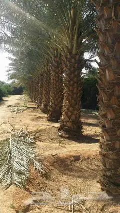 تكريب نخيل بانوعه  (image 5)