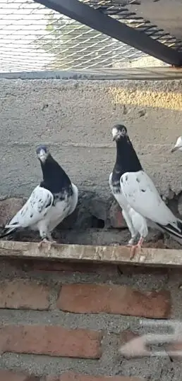 طبات تيدي صافيه 22