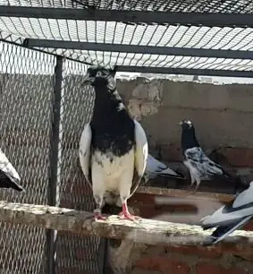 طبات تيدي صافيه 23