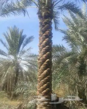 تبوك - ابوعصام لتوريدالنخل