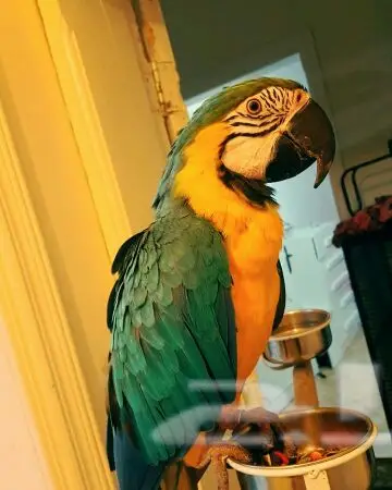 مكاو بلو اند قولد 