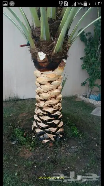 تكريب نخيل بانوعه  (image 2)