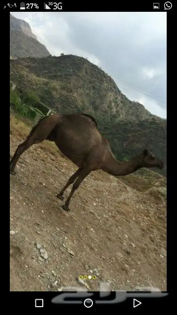 رجال المع  (image 2)