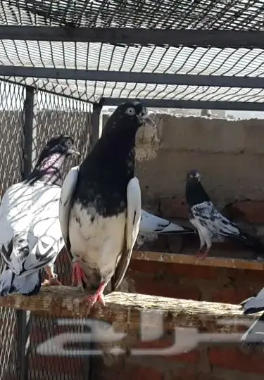 طبات تيدي صافيه 25