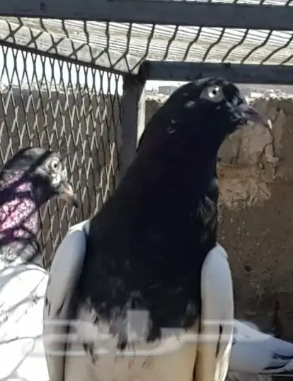 طبات تيدي صافيه 24