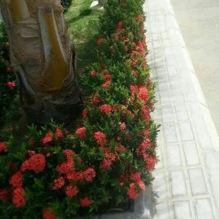 المهندس  ابوورده لتنسيق الحدائق (image 7)