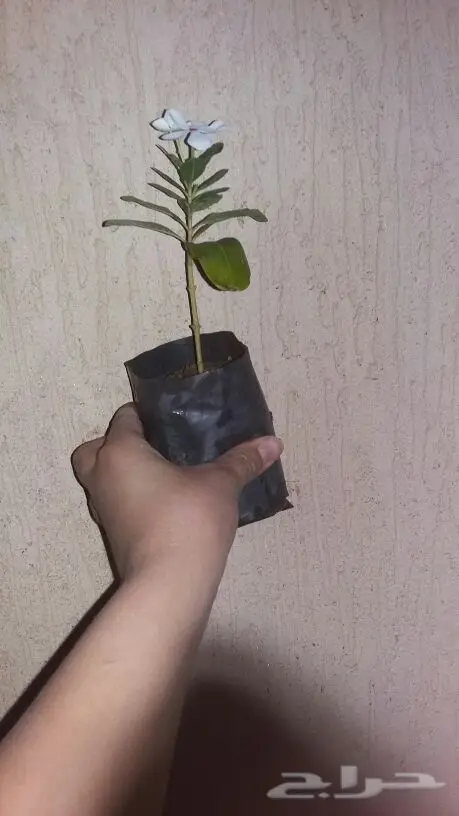 شتلات عديدة للبيع