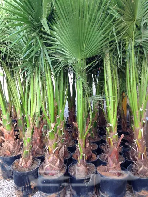 تنسيق الحدائق مؤسسة الحكير للزراعة  (image 13)